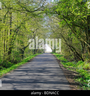 Lange, gerade, schmale, grüne Landstraße, frühlingshaft, Tunnel mit über dem Baum hängender Äste und Sonnenschein, der Schatten wirft auf der Asphaltstraße Essex England, Großbritannien Stockfoto