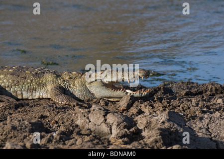 Mugger-Krokodil (Crocodylus Palustris) Aalen Stockfoto