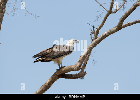 White-bellied-Seeadler (Haliaeetus Leucogaster), auch bekannt als White-bellied Fischadler oder weiß-breasted Seeadler Stockfoto