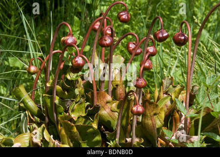 Lila Kannenpflanze oder Damensattel Blume (Sarracenia Purpurea) Stockfoto