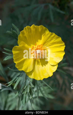 Mexikanische Tulpe Mohn (Hunnemannia Fumariifolia), gelbe Blume Stockfoto