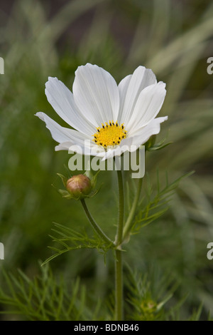 Garten Kosmos oder mexikanische Aster (Cosmos Bipinnatus), weiße Blume Stockfoto