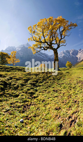 Glühend herbstlicher Ahornbaum, schneebedeckte Berge, Grosser Ahornboden Karwendel, Austria, Europe Stockfoto