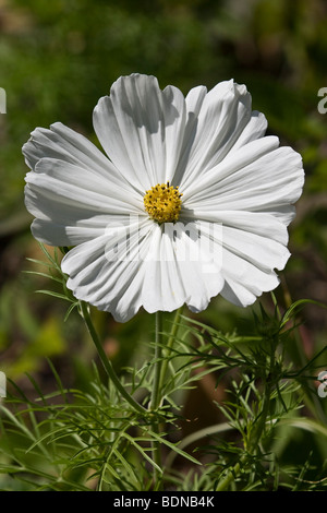 Garten Kosmos oder mexikanische Aster (Cosmos Bipinnatus), weiße Blume Stockfoto