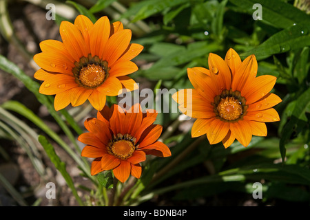 Gazanias (Gazanien) nach dem Regen Stockfoto