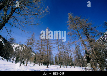 Der Nationalpark Mercantour in der Winterzeit Alpes-MAritimes 06 PACA Frankreich Europa Stockfoto