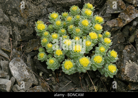 Goldene Wurzel, Roseroot (Rhodiola Rosea), blühende Pflanze. Stockfoto