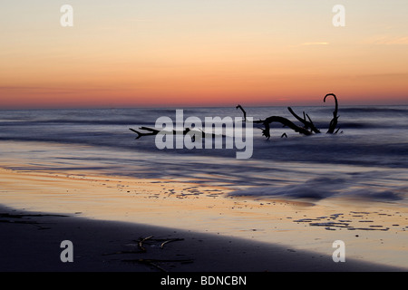 Treibholz im Meer bei Sonnenaufgang auf die Küste North Carolinas in den Outer Banks Stockfoto