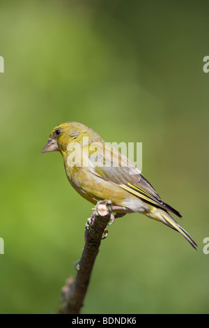 Grünfink Zuchtjahr Chloris (Fringillidae) Stockfoto