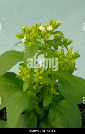 Stevia, Sweet Leaf von Paraguay (Stevia Rebaudiana). Blüte, Topfpflanze. Stockfoto