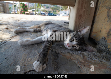 Katze im Schatten ruhen Stockfoto