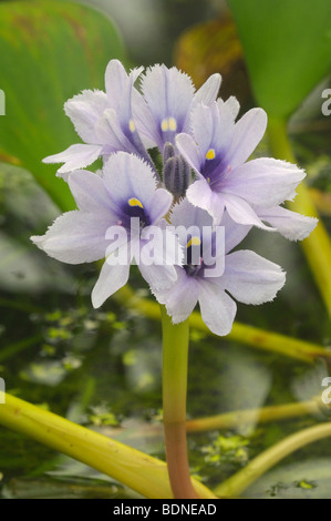 Gemeinsamen Wasser Hyazinth (Eichhornia Crassipes), Blüte. Stockfoto