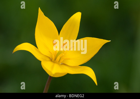 Wilde Tulpe (Tulipa Sylvestris), blühen. Stockfoto