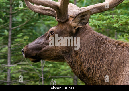 Big Daddy der Stier Elch Kreuzung vor dem Auto auf den Bow Valley Parkway, Banff Kanada Stockfoto