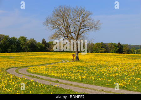 Frühlingswiese mit Baum, Aitrang, Ostallgaeu, Bayern, Deutschland, Europa Stockfoto