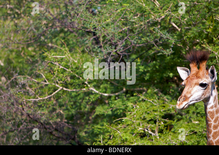 Eine Giraffe (Giraffa Camelopondalis) im Marakele Nationalpark, Waterberg Region, Südafrika Stockfoto