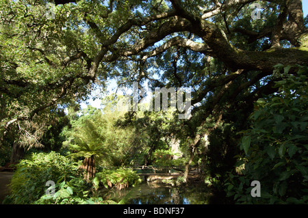 Ardernne Botanischer Garten, Claremont, Kapstadt, Westkap, Südafrika Stockfoto