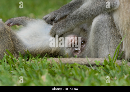 Vervet Affen (Chlorocebus Pygerythrus) auf dem Rasen, Simbabwe Stockfoto