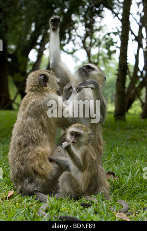 Vervet Affen (Chlorocebus Pygerythrus) Verlegung auf Rasen, Simbabwe Stockfoto