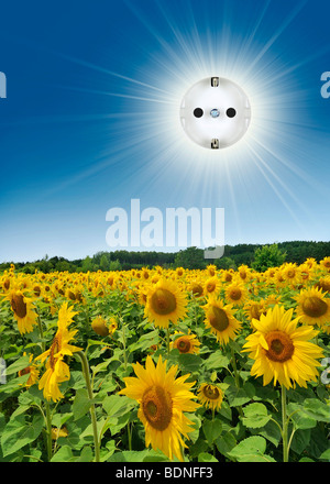 Outlet in der Sonne über Sonnenblumen Stockfoto