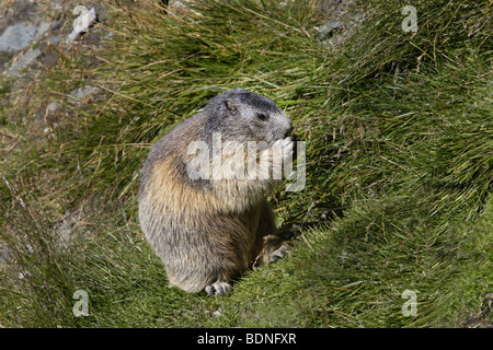 Alpenmurmeltier (Marmota Murmeltiere) alpine marmot Stockfoto