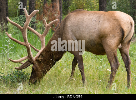 Männliche Elche Streifen an der Seite von der Bow Valley Parkway, Banff Nationalpark, Kanada Stockfoto