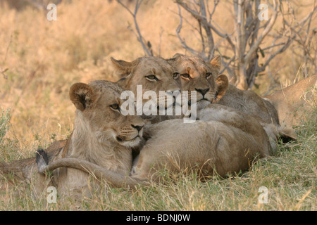 Wachsamen stolz der Löwinnen entspannend während der Hitze des Tages in Botswana. Stockfoto