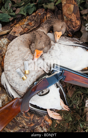 Zwei Graugänse, fotografiert mit einer Schrotflinte und Tarnung Stockfoto