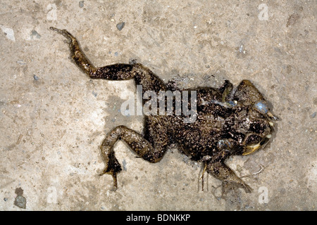 Cane Toad (Schädlingsbekämpfer Marina) mit Rohöl bedeckt und auf einer Straße überfahren Stockfoto