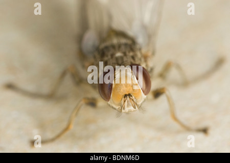 neu geschlüpften männlichen Savannah Tsetse-Fliege (Glossina Morsitans Morsitans) Stockfoto