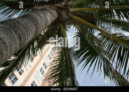 Blick hinauf in den Himmel durch ein Blätterdach Palm am Gold Coast Strand Galt Ocean Drive, Fort Lauderdale, Florida. Stockfoto