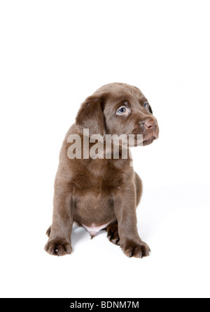 Fünf Wochen alten chocolate Labrador-Welpe Stockfoto