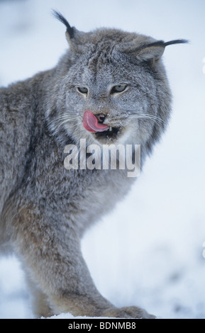 Wilde Katze lecken Lippen Stockfoto