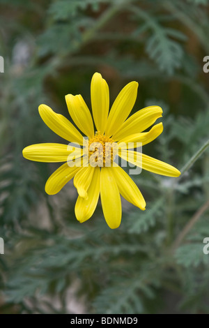 Gelber Busch Daisy (Euryops Actinobakterien) Stockfoto