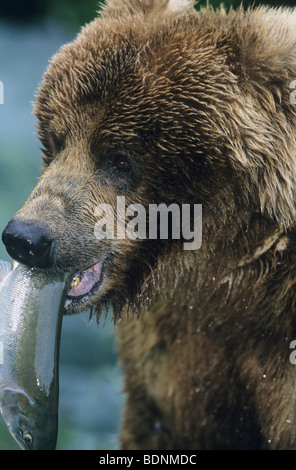 Grizzlybär mit Fisch im Mund, Nahaufnahme Stockfoto
