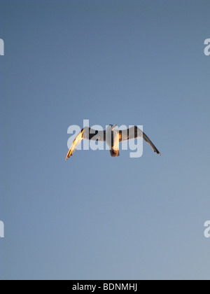 Weißen Erwachsenen Silbermöwe Larus Canus, fliegen in den Himmel Stockfoto