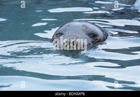 Dichtungen-Kopf im Wasser Stockfoto