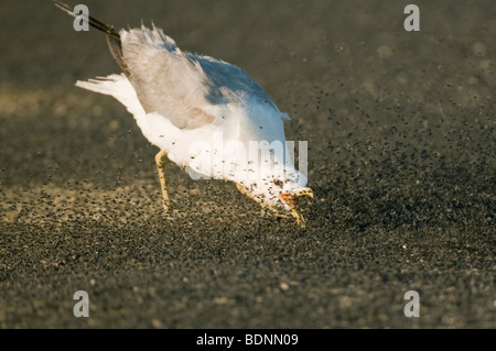 Kalifornien Gull (Larus Californicus) Fütterung auf Alkali fliegen (Ephydra Hians) Mono Lake, Kalifornien Stockfoto