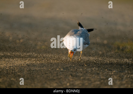 Kalifornien Gull (Larus Californicus) Fütterung auf Alkali fliegen (Ephydra Hians) Mono Lake, Kalifornien Stockfoto