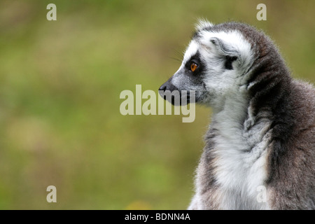 Nähe auf einem Ring Tailed Lemur Stockfoto