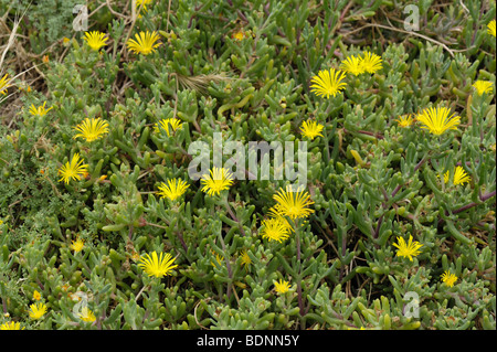 Ein Ice-Werk Lampranthus Citrinus in Blüte auf Madeira Stockfoto