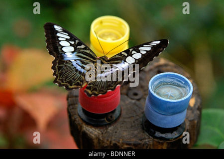 Clipper (Parthenos Sylvia Lilacinus), Tropischer Schmetterling, an einer Futterstelle für Schmetterlinge Stockfoto