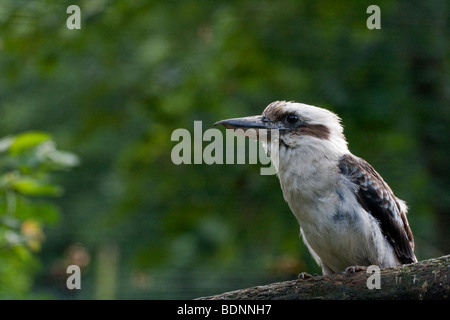 Kookaburra thront auf Zweig Stockfoto