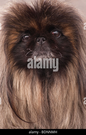 Eine Nahaufnahme Portrait ein Pekinese Hund in Großbritannien Stockfoto