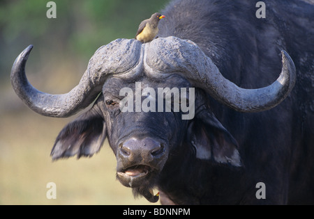 Kaffernbüffel (Syncerus Caffer) mit Vogel auf Kopf, Nahaufnahme Stockfoto