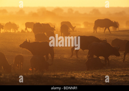 Kaffernbüffel (Syncerus Caffer) Weiden auf Savannah bei Sonnenuntergang Stockfoto