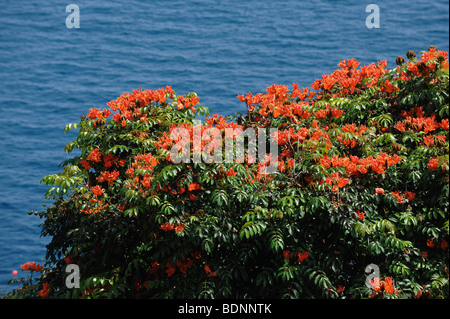 Afrikanischer Tulpenbaum (Spathodea Campanulata) Blüte leuchtend Orange gegen den blauen Atlantik Stockfoto