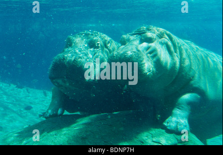 Zwei Nilpferde (Hippopotamus Amphibius) Baden im Wasserloch Stockfoto