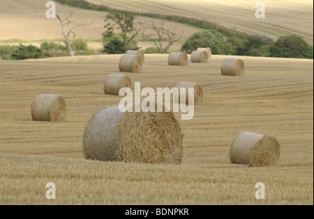 Heuballen in einem frisch geernteten Weizenfeld in Schottland Stockfoto