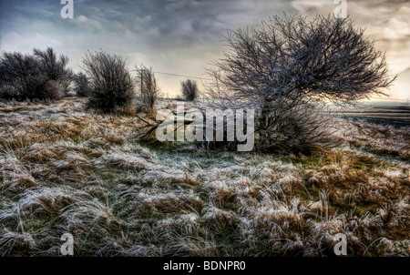 Am frühen Morgen Mitte Winter frostigen Eis auf Bäume, Sträucher und Rasen in englischen Landschaft Stockfoto